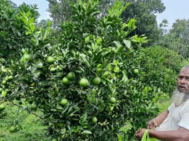 মাল্টার ফলন ভালো হলেও দামে চাষিরা হতাশ