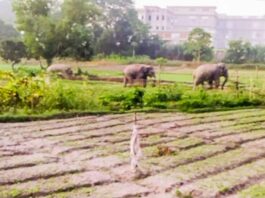 উন্নয়ন যেন বন ও প্রাণীবৈচিত্র্যের অন্তরায় হয়ে না ওঠে