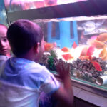 নান্দনিক মাছের রঙে রঙিন জামালখান