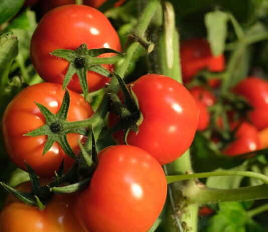 যেসব রোগ থাকলে টমেটো না খাওয়াই ভালো