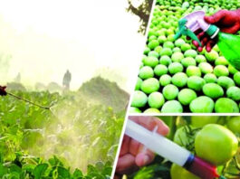 ভেজাল ছাড়া কি কোনো খাবার নেই