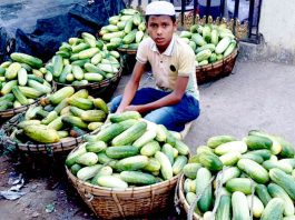 টেকনাফে শসার বাম্পার ফলন
