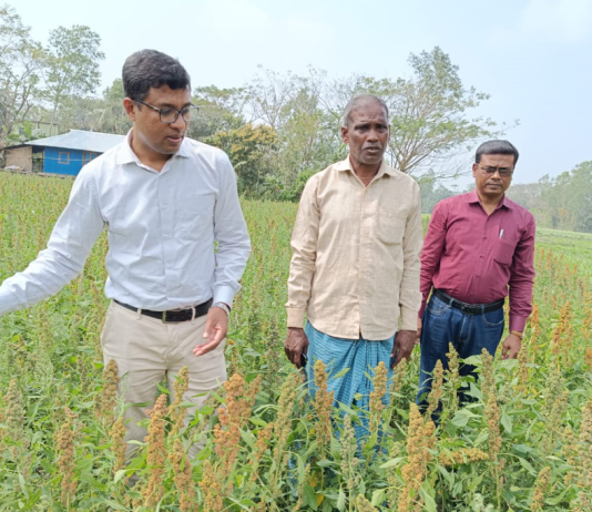 চট্টগ্রামে প্রথমবারের মতো চাষ হচ্ছে কিনোয়া