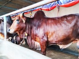 মানিকছড়িতে কোরবানির জন্য দেড়শ’ খামারি প্রস্তুত