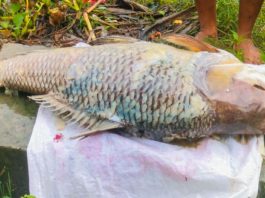 দূষণে হুমকির মুখে হালদায় আবারও ভেসে উঠল মরা কাতলা মাছ