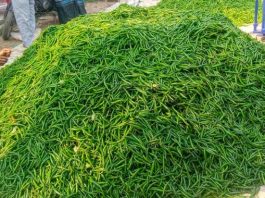 হিলি স্থলবন্দরে রেকর্ড পরিমাণে কাচামরিচ আমদানি