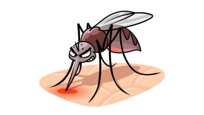 dengue Final