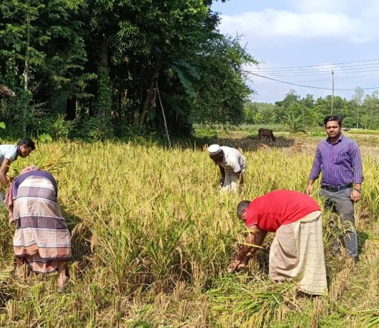 চকরিয়ায় আমন চাষে অভাবনীয় সাফল্য: খুশি কৃষক