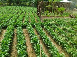 ফটিকছড়িতে শীতকালীন সবজি চাষে ব্যস্ত সময় পার করছেন কৃষকরা