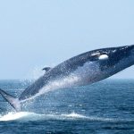 শিকার না হলে ১৩১ বছর পর্যন্ত বাঁচতে পারত সাউদার্ন রাইট হোয়েল প্রজাতির তিমি