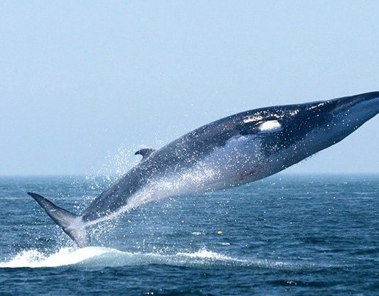 শিকার না হলে ১৩১ বছর পর্যন্ত বাঁচতে পারত সাউদার্ন রাইট হোয়েল প্রজাতির তিমি