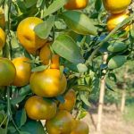 পাহাড়ে কমলালেবুর উৎপাদন আশা জাগানিয়া