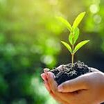 গাছ রক্ষায় যুগান্তকারী রায় নিশ্চয়ই