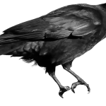 কাক ক্ষমাহীন! ১৭ বছর পর্যন্ত মনে ক্ষোভ পুষে রাখতে পারে