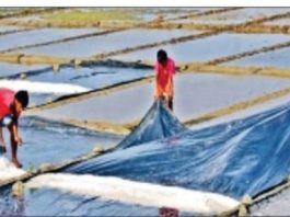 লবণের ন্যায্য মূল্য না পাওয়ায় চাষিরা হতাশ