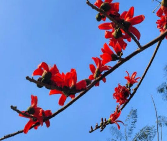 অনাদির বসন্তকাল