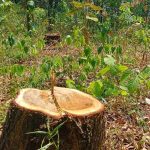 বন গবেষণা ইনস্টিটিউটের বিরুদ্ধেই গাছ কাটার অভিযোগ