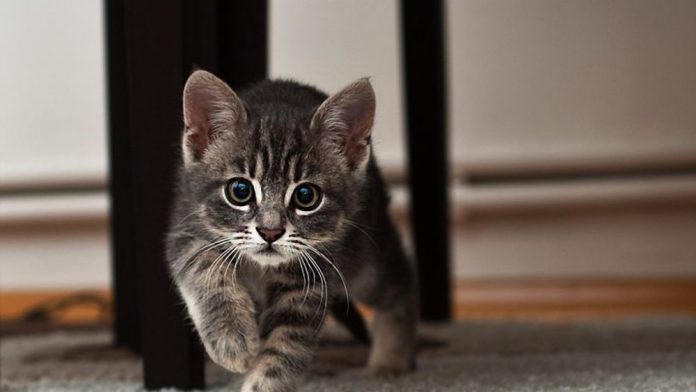 little_cat_big_eyes-1024x576-1