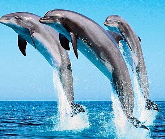 প্রবাল দ্বীপে কিশোর দল