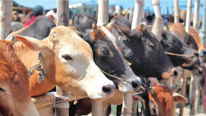 Cow
