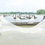 হালদায় এত মা মাছ মরছে কেন