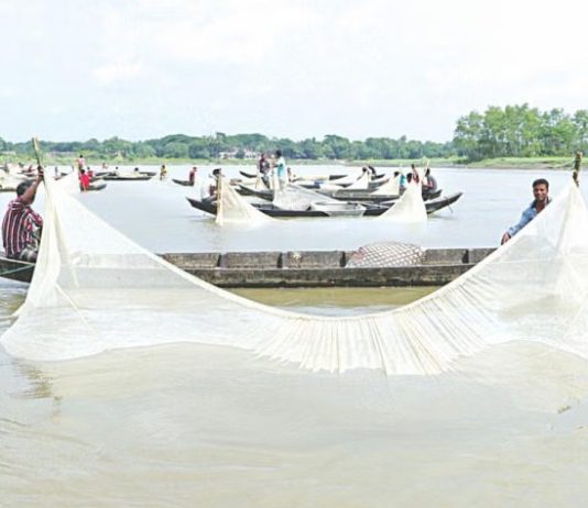 হালদায় এত মা মাছ মরছে কেন