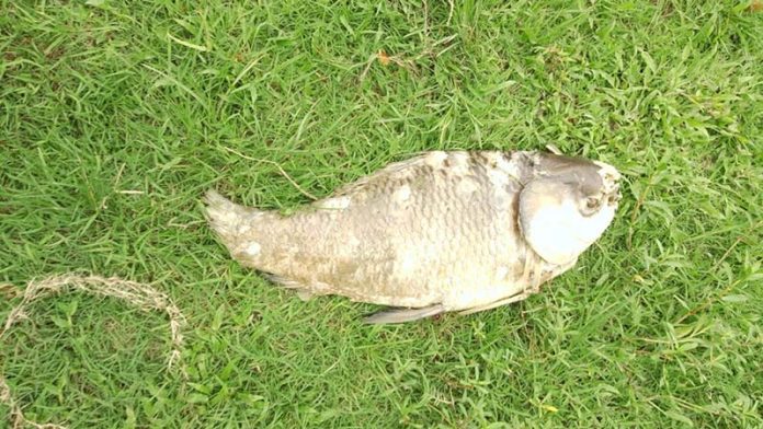 Halda-fish