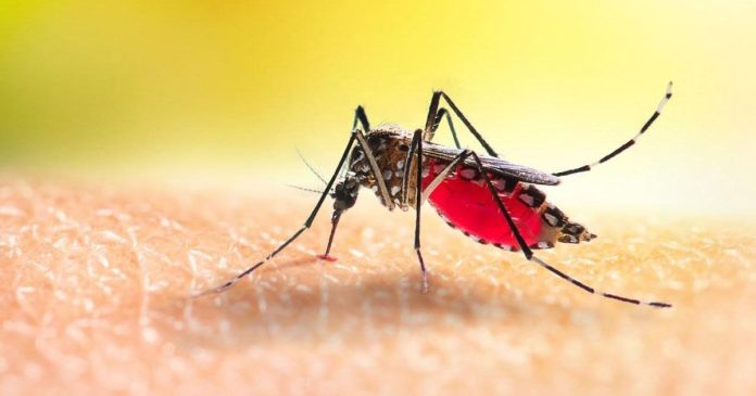 Dengue-NB