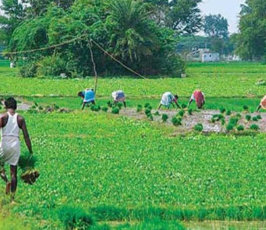 কৃষিজমি কমছে : এখনই সতর্ক হতে হবে