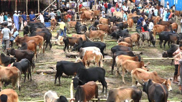 Rangamati cow pic (1)