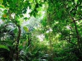 শিকার অভিযানে কিশোর দল