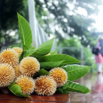 আজ আষাঢ়ের প্রথম দিন