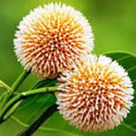 ছড়া ও কবিতা