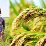 ধান চাষিদের জন্য ২৪ ঘণ্টা হেল্পলাইন চালু