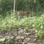 পার্বত্য চট্টগ্রামের বনে মিলল চিতা বাঘের উপস্থিতি
