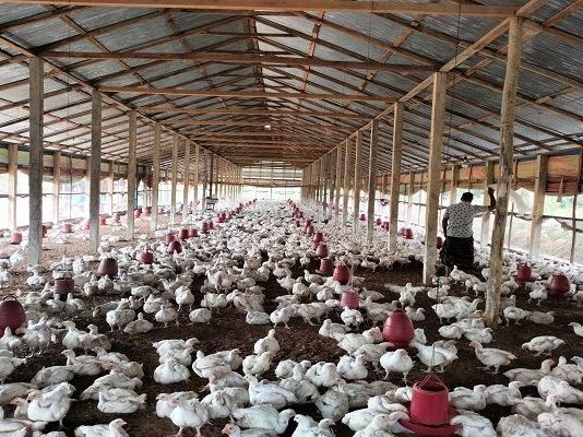 উৎপাদন খরচ উঠছে না বলে অভিযোগ প্রান্তিক খামারিদের