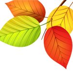 ছড়া ও কবিতা
