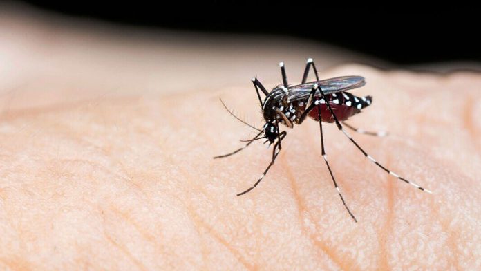 denge-20240611075515-20240922195046-202409291935201-202507031756421-20250706172053