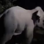 চুনতি অভয়ারণ্যে হাতির পাল, ট্রেনের বগিতে আক্রমণ