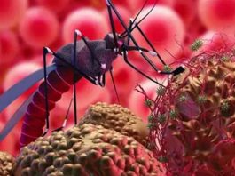 চট্টগ্রামে শনাক্ত হলো জিকা ভাইরাস, স্বাস্থ্য বিভাগের কী খবর