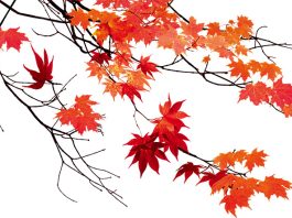 ছড়া ও কবিতা