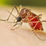 ডেঙ্গুতে আরও একজনের মৃত্যু, হাসপাতালে ২০৯