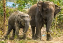 বিপন্নের মুখে বন্যহাতি, সুরক্ষার পদক্ষেপ নিতে হবে