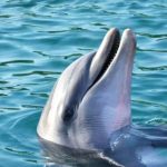 শুশুক-ডলফিন রক্ষায় কঠোর হতে হবে