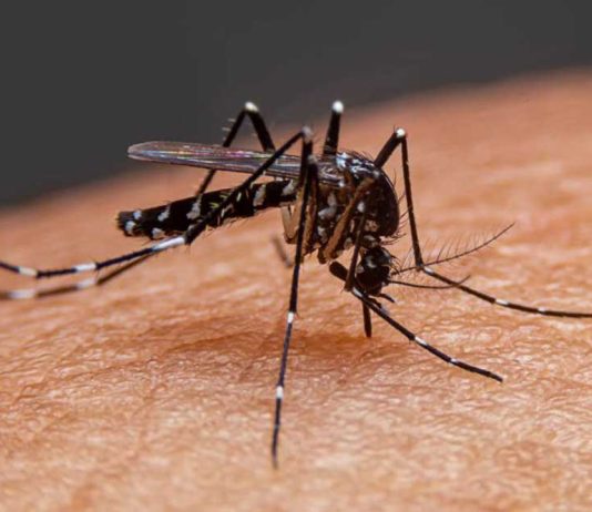 চট্টগ্রামে বাড়ছে ডেঙ্গু-চিকুনগুনিয়া