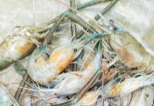 মাতামুহুরীর মাছ রক্ষায় উদ্যোগ নিতে হবে