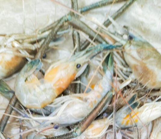 মাতামুহুরীর মাছ রক্ষায় উদ্যোগ নিতে হবে