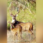 বনের রাজকুমার