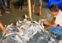 দুষ্প্রাপ্য ইলিশ, কিছু সিদ্ধান্ত পাল্টাতে হবে