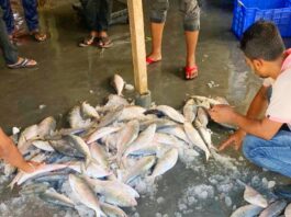 দুষ্প্রাপ্য ইলিশ, কিছু সিদ্ধান্ত পাল্টাতে হবে